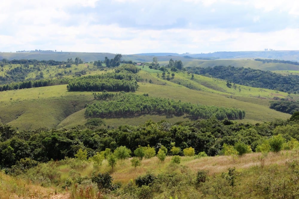 No 33º mês a plantação sofreu uma forte chuva de granizo, afetando as folhas e o caule das árvores, porém está árvore mostrou-se muito resistente, pois além de não perder-se nenhuma árvore, após 45 dias a recuperação já mostrou-se nas folhas exuberantes.