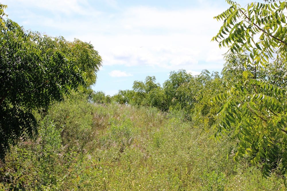 No 50º mês da plantação, ocorreu a primeira frutificação após florada, afirmando que poderia ocorrer após o segundo ano, caso houvesse a correção iniciada somente no 42ºmês.