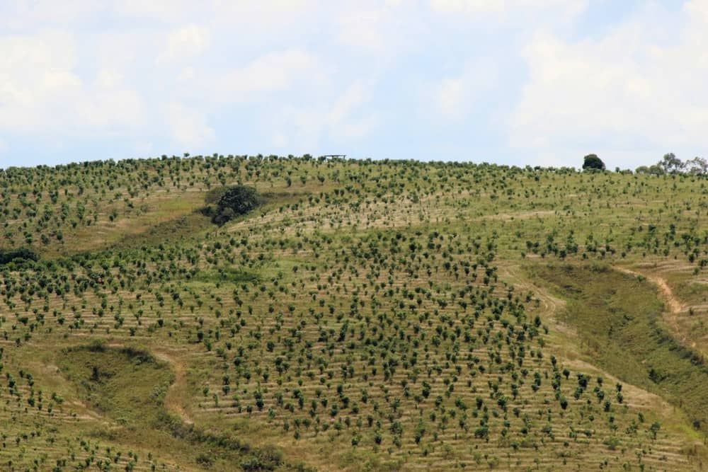 Iniciamos nossa plantação no segundo semestre de 2010, com 40 mil mudas adquiridas de Araguari-MG.