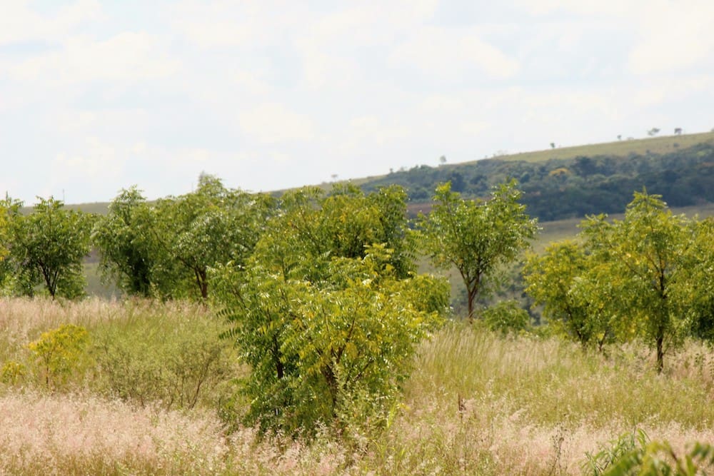 O solo contendo terra vermelha coberta por aproximadamente 20cm de cascalho formou um composto apropriado para o desenvolvimento inicial do plantio, sendo necessário somente agregar as correções do ph 5,4 para alcançar o ideal entre 6,2 a 7. A porcentagem de replantio não ultrapassou a 2%, ou seja menos de 800 mudas.