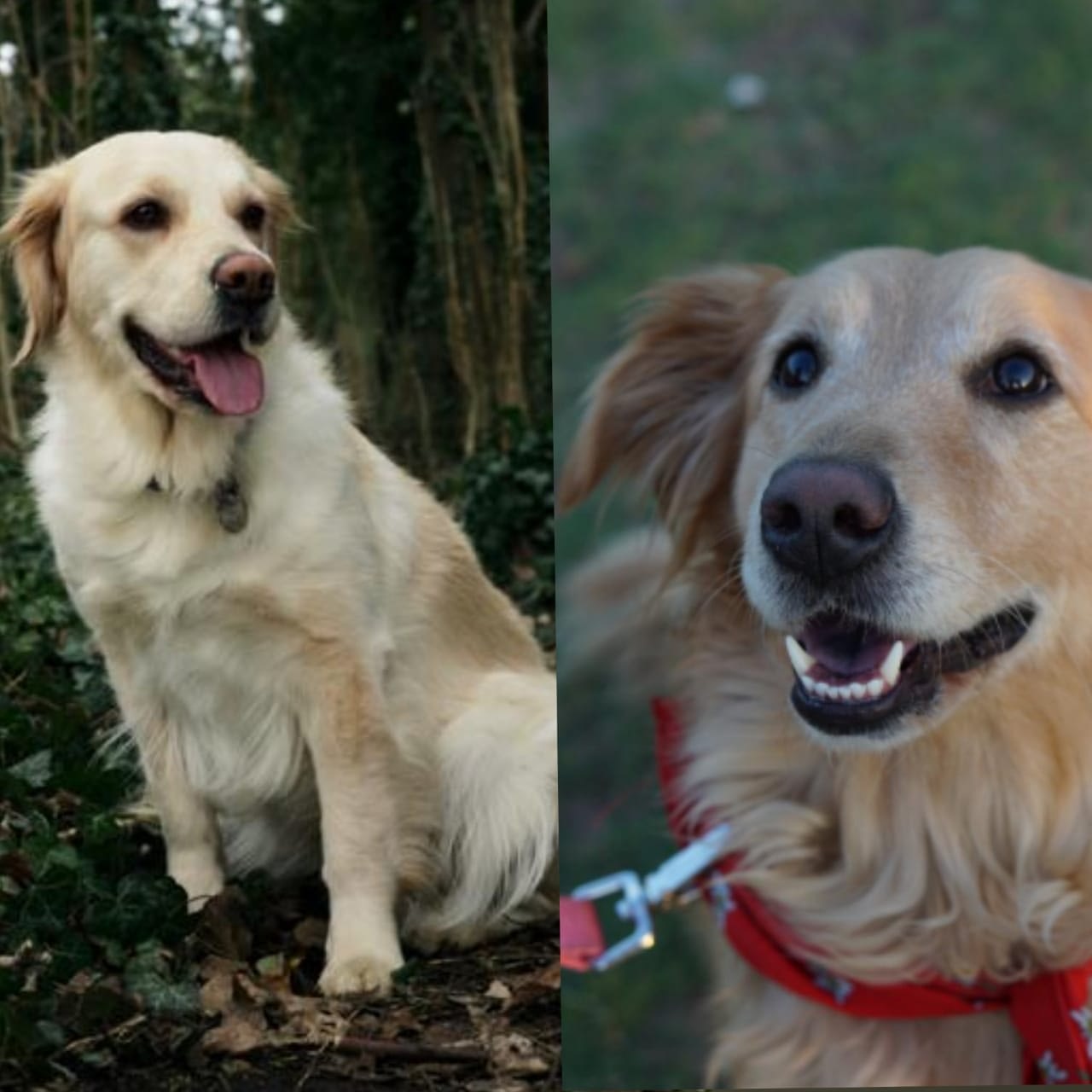 As Principais Diferencas Entre As Racas Labrador E Golden Seu Pet